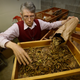 A horticulturalist from the Agriculture Research Service in Ames, Iowa examines Ash tree seeds as part of an effort to preserve the trees for after the infestation has passed. Photo: AP